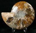 Crystal Filled Ammonite Fossil (Half) #15986-1